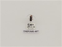 藏品(鞘翅目(1))的圖片